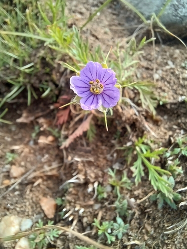 Erodium stephanianum (Erodium stephanianum)