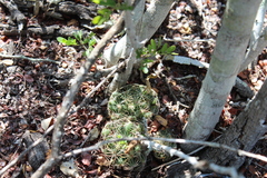 Mammillaria sphaerica