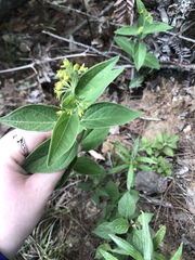 Angiospermae