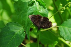 Pellicia arina