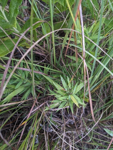 Image of Dichanthelium lanuginosum by (c) Ethan Rose, some rights reserved (CC BY)