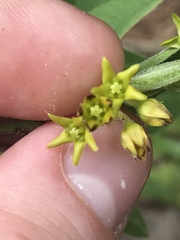 Angiospermae