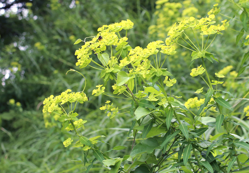 Euphorbia watanabei iNat (1)