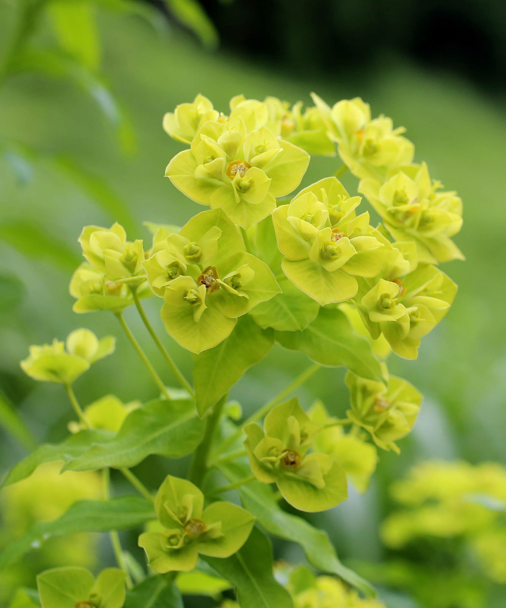 Euphorbia watanabei ssp. watanabei