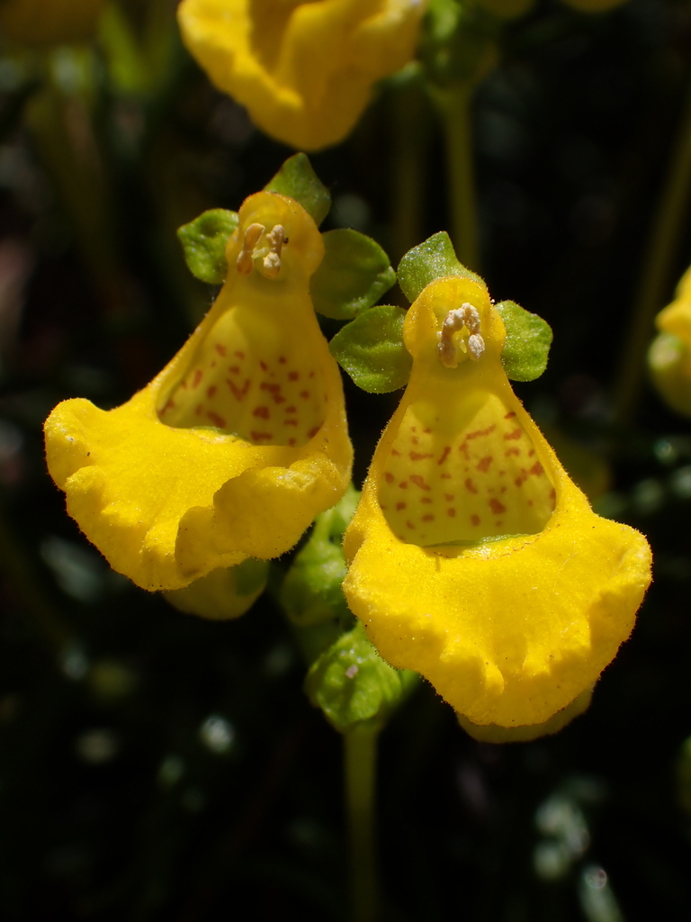 Calceolaria pinifolia
