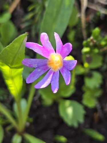 Primula cuneifolia iNat (3)