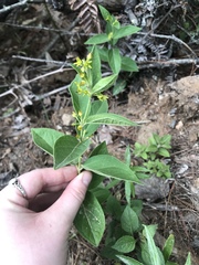 Angiospermae