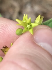 Angiospermae