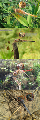 Crocothemis servilia mariannae