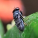 斑翅渚蠅 - Photo 由 Soh Kam Yung 所上傳的 (c) Soh Kam Yung，保留部份權利CC BY-NC
