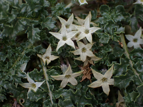 Jaborosa caulescens, photograph 6