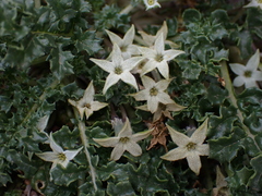 Jaborosa caulescens, photograph Nolan Exe, CC BY, iNaturalist via GBIF