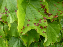 Phyllosticta ampelicida