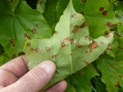 Phyllosticta ampelicida