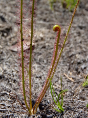 Drosera filiformis