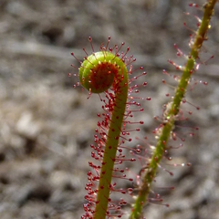 Drosera filiformis