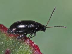 Phyllotreta atra