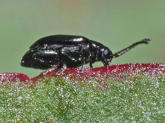 Phyllotreta atra