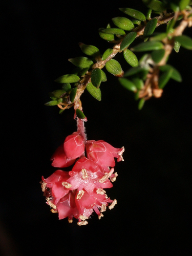 Trochocarpa