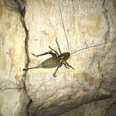 Pediodectes haldemanii