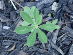 Lupinus perennis