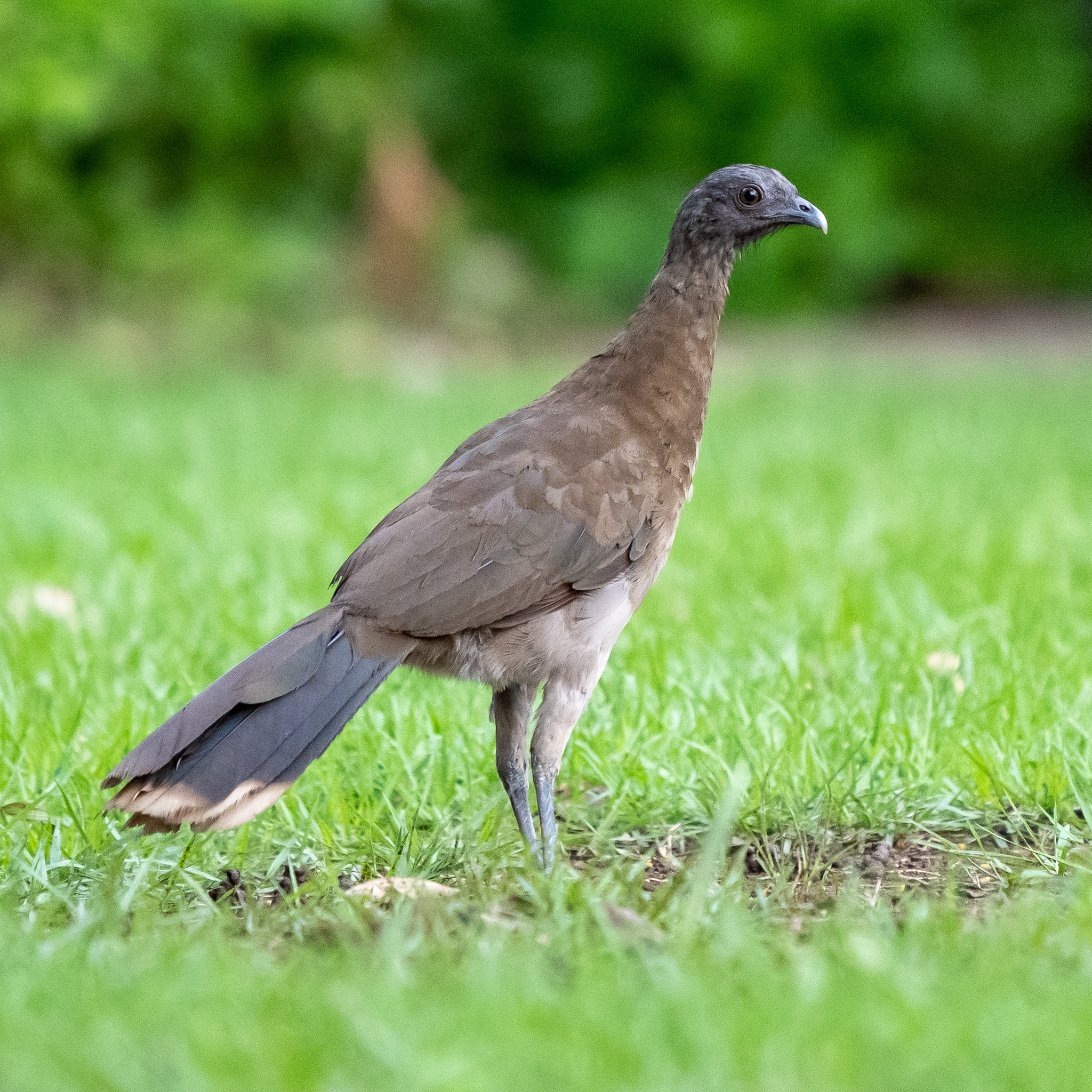 Grey-headed Chachalaca (Ortalis cinereiceps)