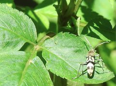 Chlorophorus reductus
