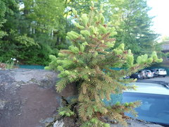 Picea glauca glauca