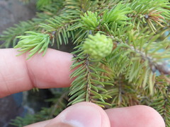 Picea glauca glauca