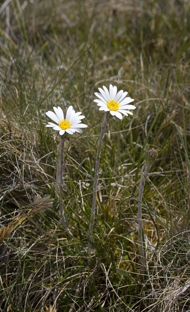 Celmisia asteliifolia