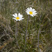 Celmisia asteliifolia - Photo (c) Nuytsia@Tas, algunos derechos reservados (CC BY-NC-SA)