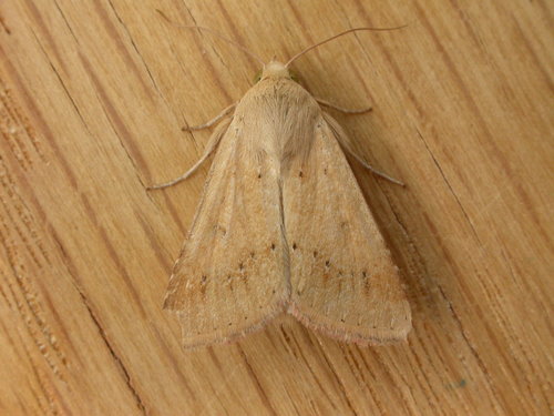 Native Budworm