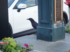 Corvus brachyrhynchos brachyrhynchos