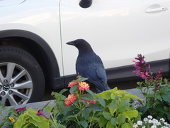 Corvus brachyrhynchos brachyrhynchos