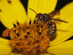 Epanthidium