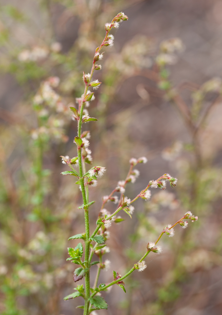 Raspwort (Gonocarpus teucrioides) - Botanical Realm