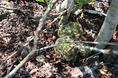 Mammillaria sphaerica