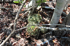 Mammillaria sphaerica