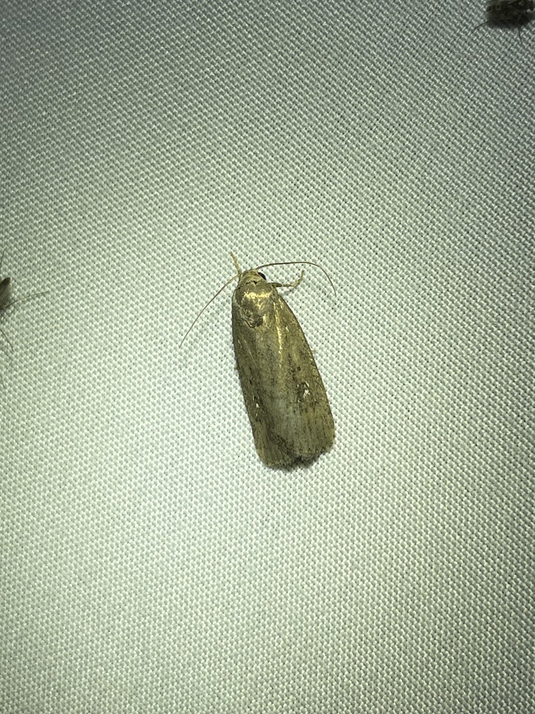 roughskinned cutworm