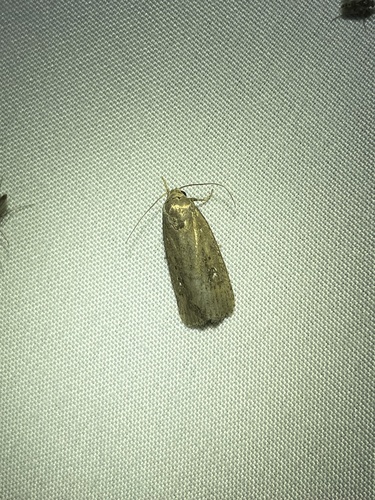 roughskinned cutworm