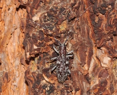 Monochamus obtusus