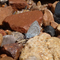 Celastrina echo