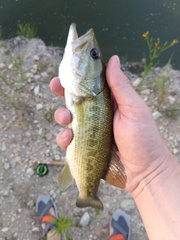 Micropterus treculii