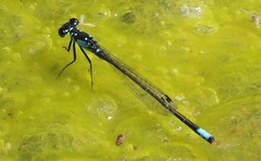 Ischnura cervula