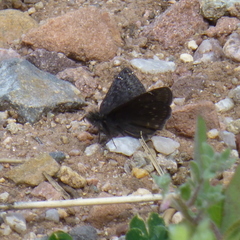 Erynnis persius
