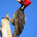 Pale-billed Woodpecker - Photo (c) reddemonitoreocomunitariomayanjays, some rights reserved (CC BY-NC), uploaded by reddemonitoreocomunitariomayanjays