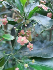 Euonymus laxiflorus