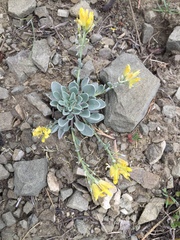 Physaria alpestris