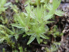 Atrichum crispulum