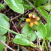 Goodenia montana - Photo (c) Natalie Tapson, algunos derechos reservados (CC BY-NC-SA)